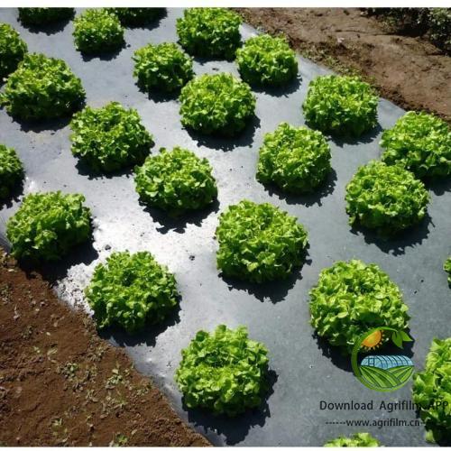 Fruit Tree Care: 10 15 20 25 30micron Ground Cover Mulch Film, Agricultural Fabric for Fully Covered Soil