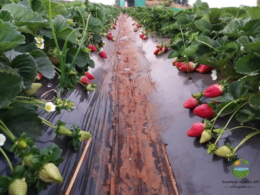 Fruit Tree Care: 10 15 20 25 30micron Ground Cover Mulch Film, Agricultural Fabric for Fully Covered Soil