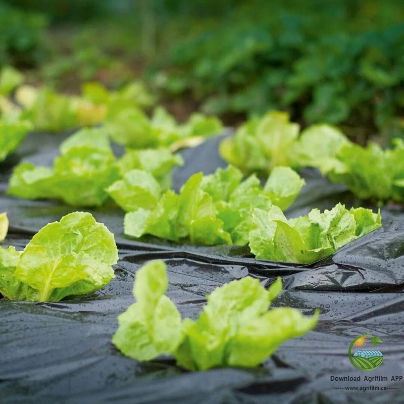 Fruit Tree Care: 10 15 20 25 30micron Ground Cover Mulch Film, Agricultural Fabric for Fully Covered Soil