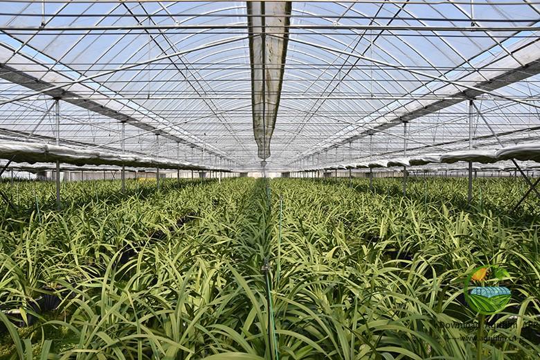 High-Efficiency Greenhouse Film for Commercial Agriculture