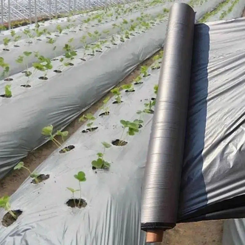 Mulching Film Black Silver Ground Cover Polyethylene Sheet Film for Farm Crops